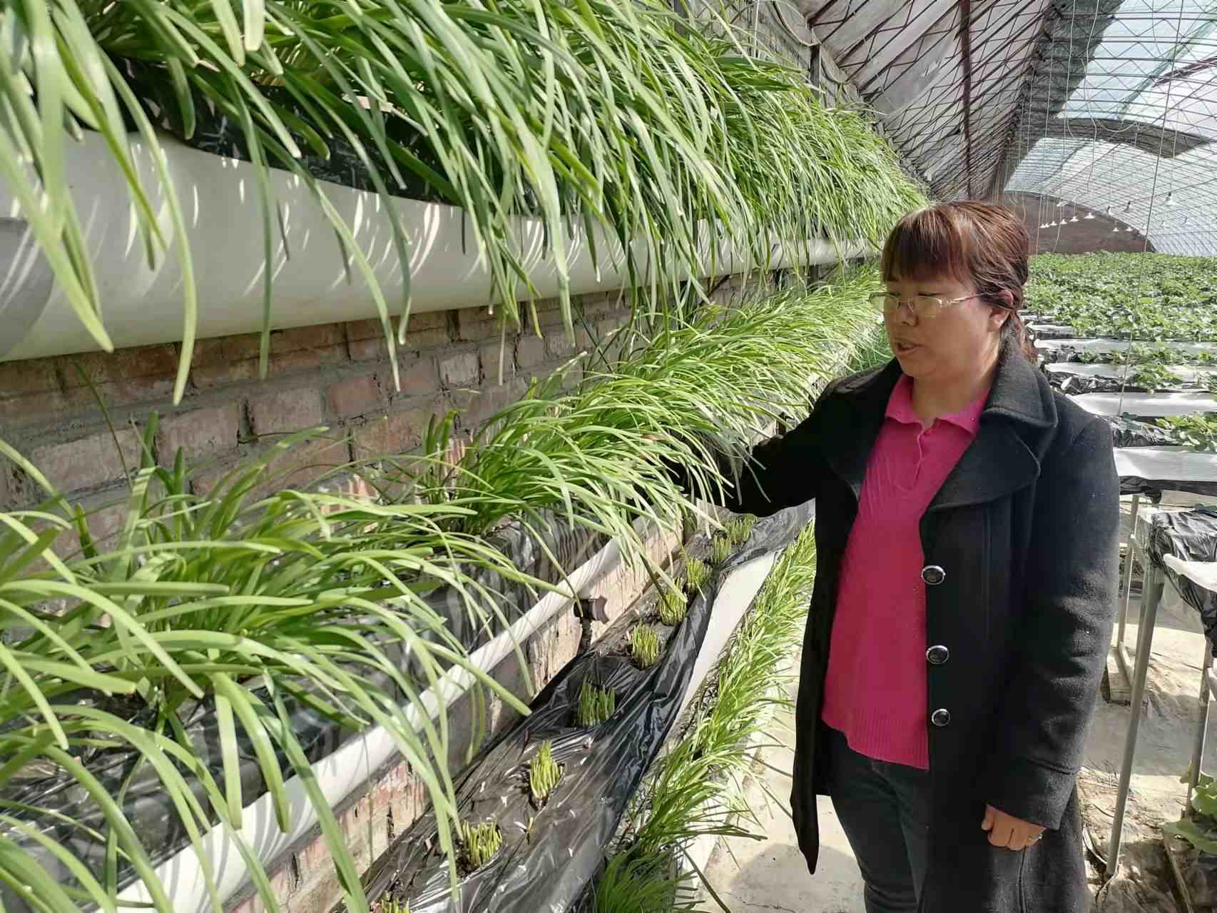 北京京郊墻上種韭菜 節(jié)肥又增效