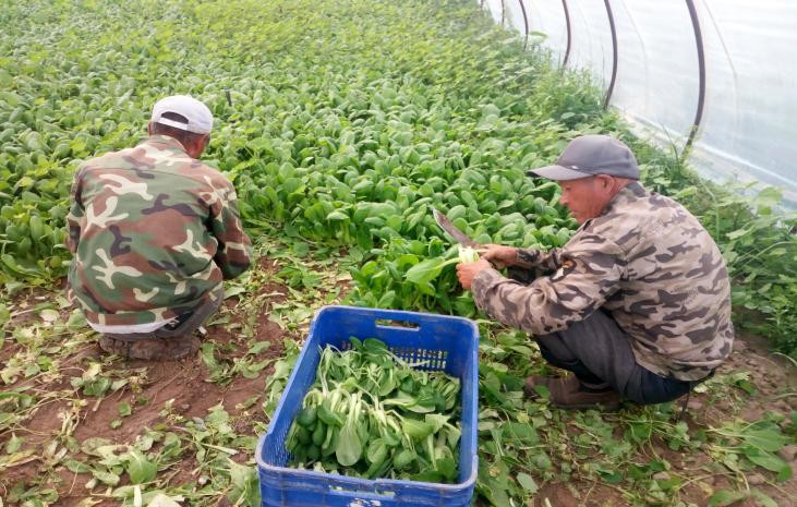 夏季苗菜采后怎么管理 農(nóng)業(yè)專家給你支招