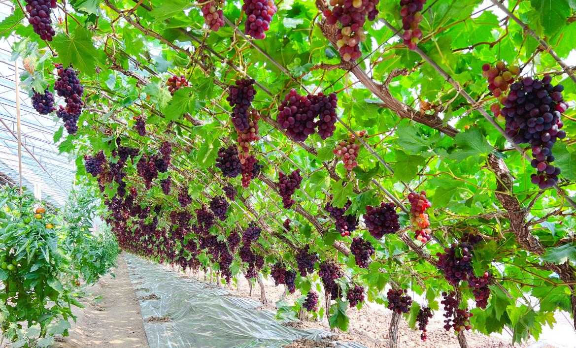 北京平谷區(qū)馬坊“網(wǎng)紅葡萄”甜蜜上市