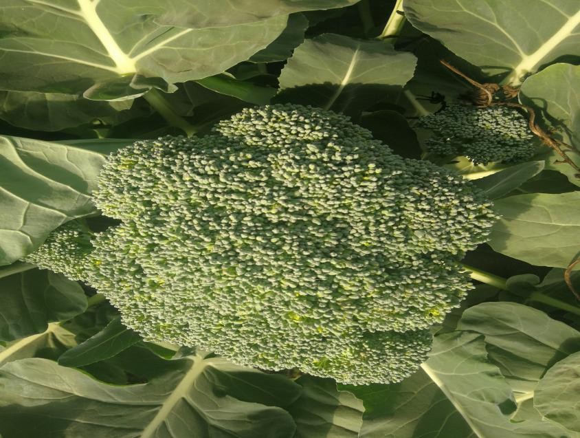 盛夏來(lái)臨 西蘭花這樣采收保質(zhì)保量