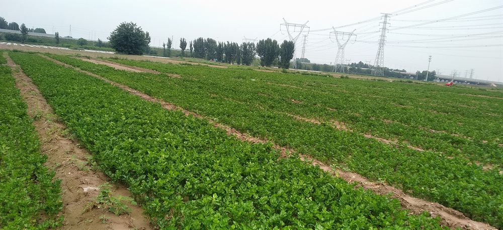 北京市多措并舉提高土地利用率 切實加強蔬菜生產(chǎn)