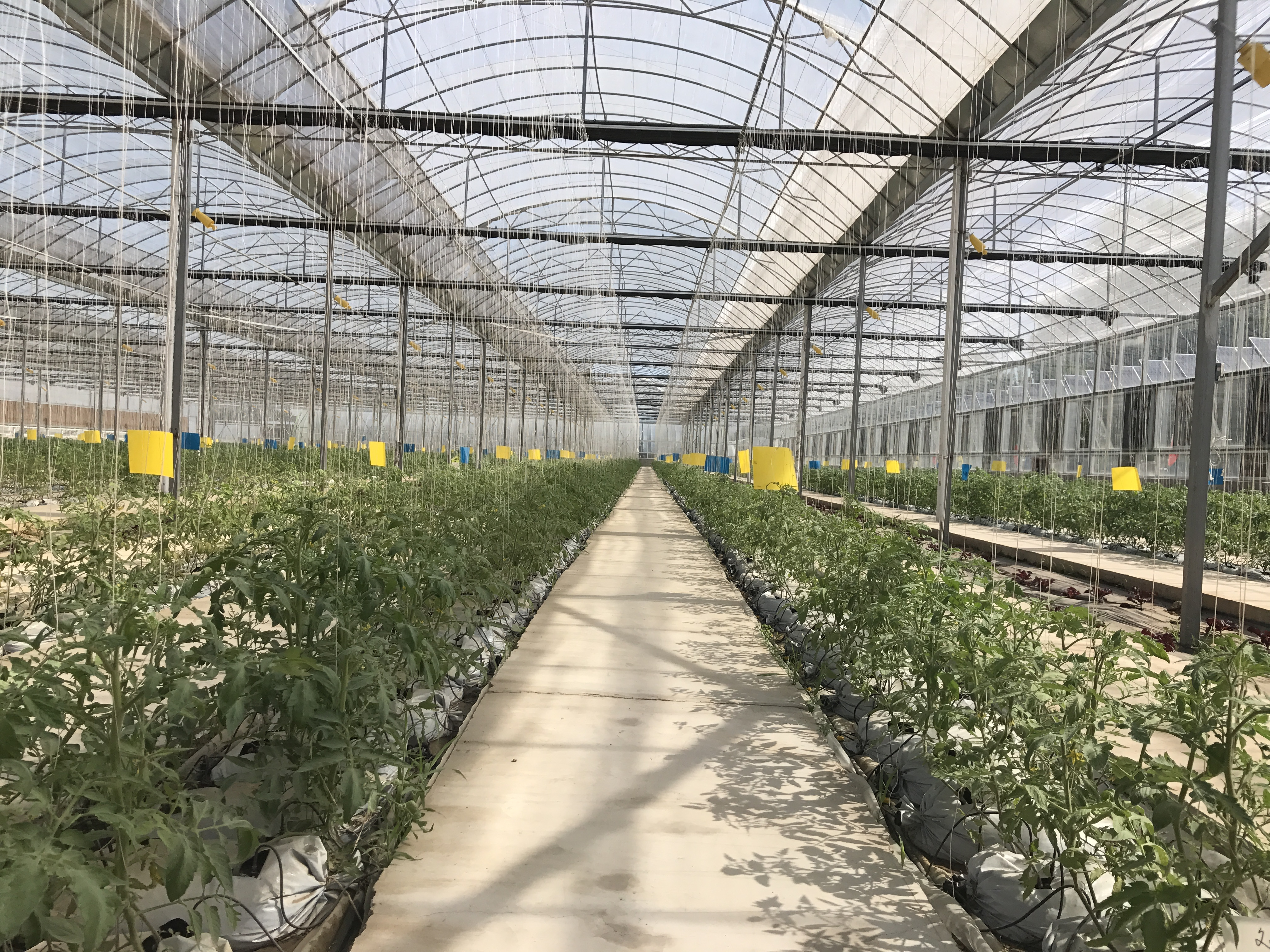 雨水節(jié)氣 加強(qiáng)京郊設(shè)施蔬菜病蟲防范